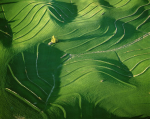 Undulating Hills near Wahoo, NE