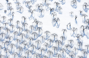 Intersecting Winter Orchards near Pultneyville, NY