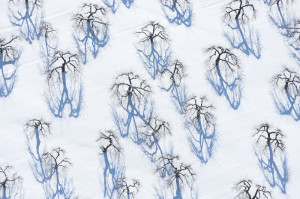 Apple Orchard and Shadows near Sodus, NY