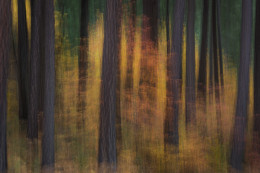 Dogwood & Forest Autumn. Yosemite Nat’l Park
