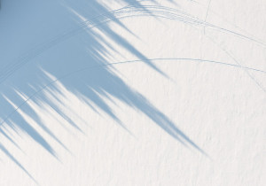 Tree Shadows, Lake Placid, NY