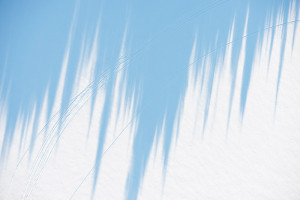 Tree Shadows II, Lake Placid, NY