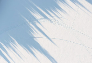 Tree Shadows III, Lake Placid, NY