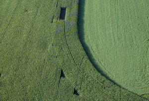 Cornfield Curve near Lyons, NY