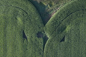 Cornfield Intersection near Lyons, NY