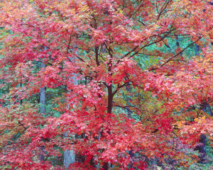 Cerise Red Maple, KY