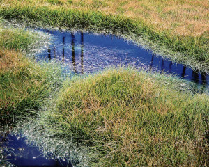 Rejuvination Creek, WY