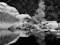 Boulders and Tree, Merced River, Yosemite (SOLD)