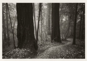 Dawn, Big Bend Trail