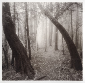 Windbent, Fall Creek