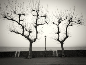 Alberi al Crepuscola, Italy