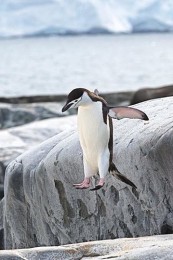 Chinstrap Penguin Jumping