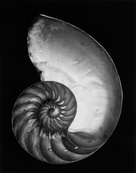 Nautilus Shell Negative By Edward Weston Print By Cole Weston By Susan Spiritus Gallery