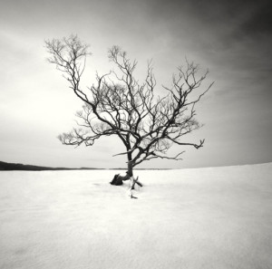 Winter Tree II