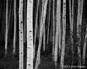 Aspen, Forest, Dusk, Near Aspen, CO (Sold) by John Sexton | Susan