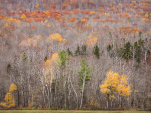 Late Autumn Hillside, Grafton Notch State Park, ME