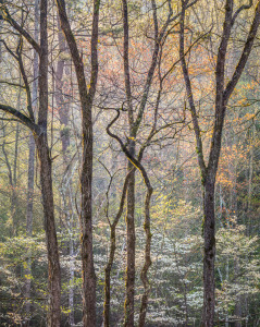 Intertwined Branches and Dogwood, Great Smoky Mtns