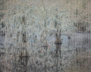 Misty Morning, Cypress Trees, Caddot Lake, TX