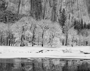 Black Oaks, Merced River, El Capitan