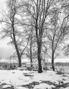 Oaks, Snowstorm, Sentinel Meadow, Yosemite