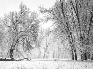 Oaks, Meadow, Snowstorm, Yosemite