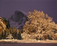 Half Dome and Elm Tree, Winter, Yosemite National Park