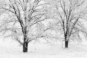 Oaks in Snowstorm, Ahwanee, Sierra Nevada Foothills