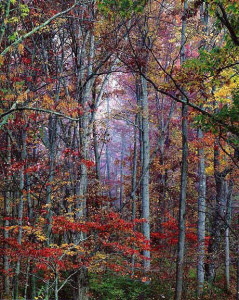 Glowing Autumn Forest, Virginia