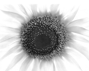 Sunflower, Winthrop, MA