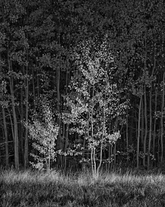 Aspens in Light, Autumn