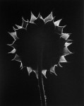 Backlit Sunflower (Sold)