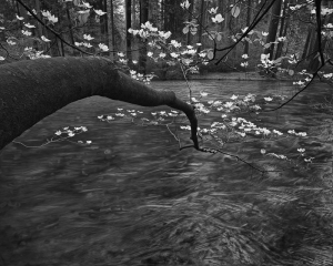 Dogwood Blossoms on Tenaya, Yosemite