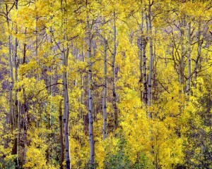 Golden Aspens and Sunlight