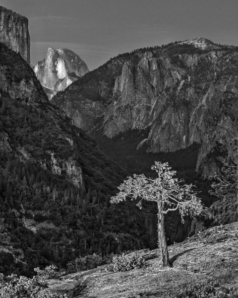 Half Dome Overlook, Scorched Tree, Yosemite