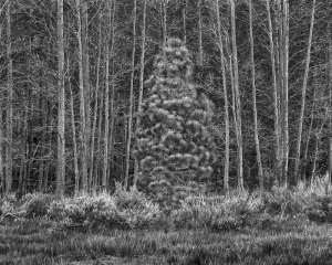 Pine Awry, Eastern Sierras