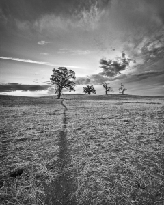 Tree and Animal Tracks, Central California