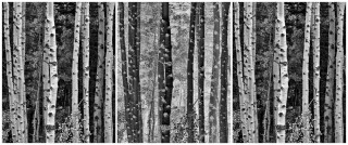 Trees in Exchange, Autumn, California Eastern Sierras – Triptych