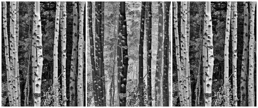 Trees in Exchange, Autumn, California Eastern Sierras – Triptych