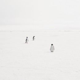 Adeli Penguins on Fast Ice, Antarctica