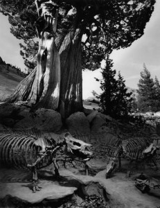 Untitled, aka Tree in Yosemite