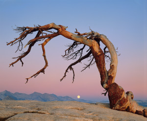 Jeffrey Pine and Moon, Yosemite National Park
