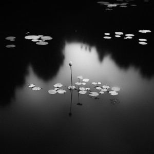 Lotus, South Korea (NR15)