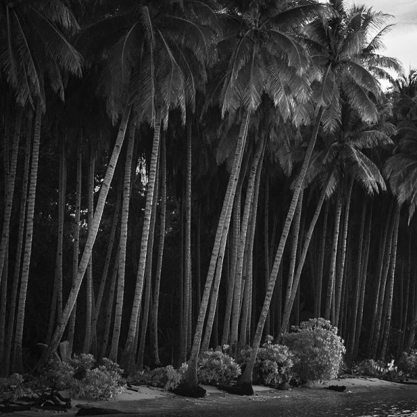 Coconut Trees, West Papua (NR05)