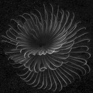 Feather, East Indonesia (UW1)