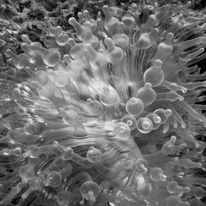 Anemone, East Indonesia (UW2)