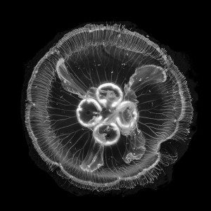 Moon Jelly, East Indonesia (UW3)