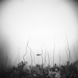 Sea Whip, East Indonesia (UW9)