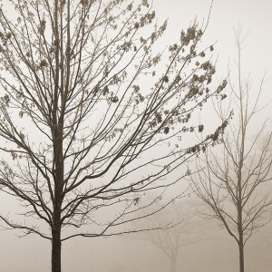 Maple & Fog, Blue Ridge Parkway, VA