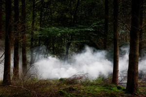 Between the Trees 10