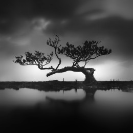 Mangrove, Tree of Life